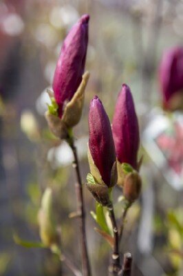 MAGNOLIA liliiflora 'Nigra' - image 1