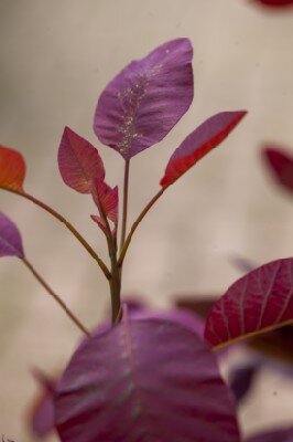 COTINUS 'Grace' - image 1