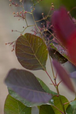 COTINUS 'Grace' - image 2