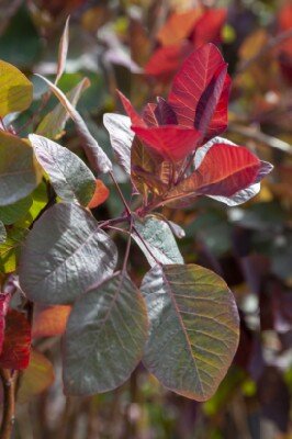 COTINUS 'Grace' - image 3