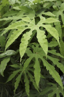 FATSIA polycarpa 'Green Fingers'