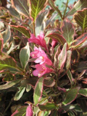 WEIGELA florida 'All Summer Monet' - image 2