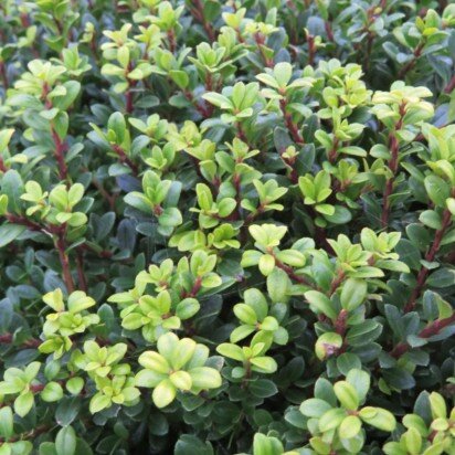 ILEX crenata 'Glorie Dwarf' - image 2