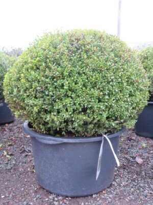 ILEX crenata 'Glorie Dwarf' - image 1