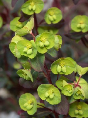 EUPHORBIA amygdaloides 'Purpurea' - image 1