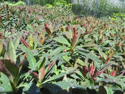 EUPHORBIA amygdaloides 'Purpurea' - image 2