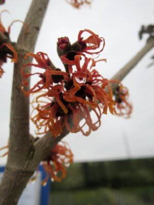 HAMAMELIS x intermedia 'Jelena'