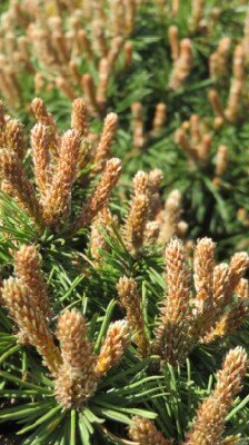 PINUS mugo 'Benjamin'