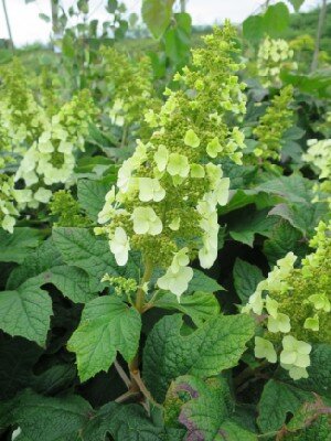 HYDRANGEA quercifolia 'Snow Queen'