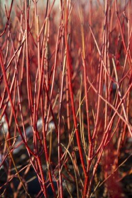 CORNUS alba 'Elegantissima' - image 1