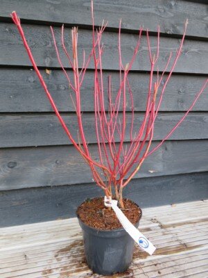 CORNUS alba 'Elegantissima' - image 2