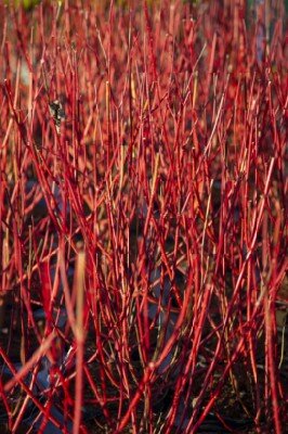 CORNUS alba 'Sibirica'