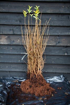 LIGUSTRUM ovalifolium 'Aureum'