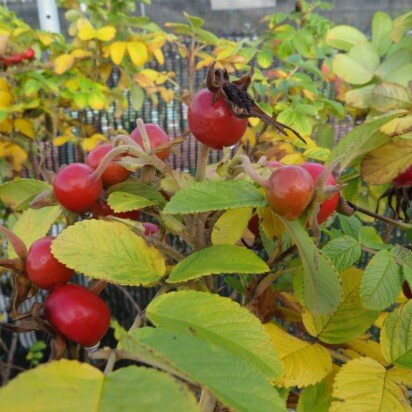 ROSA rugosa