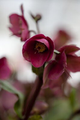 HELLEBORUS 'Red Princess'