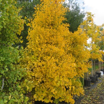 GINKGO biloba Fastigiata'