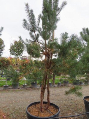 PINUS sylvestris - image 2