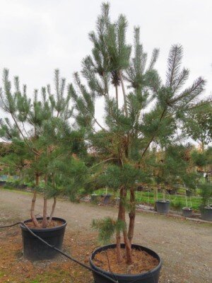 PINUS sylvestris - image 1