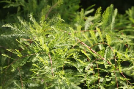 METASEQUOIA glyptostroboides - image 1