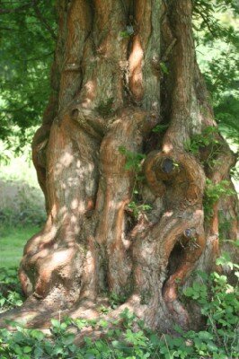 METASEQUOIA glyptostroboides - image 2