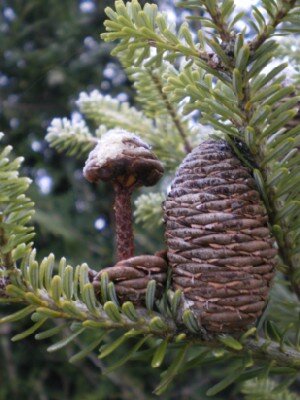 ABIES koreana - image 1