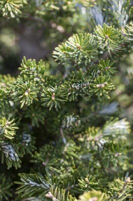 ABIES koreana - image 2