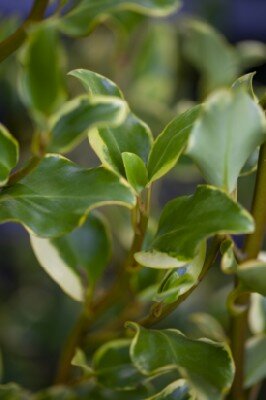 GRISELINIA littoralis 'Variegata' - image 1