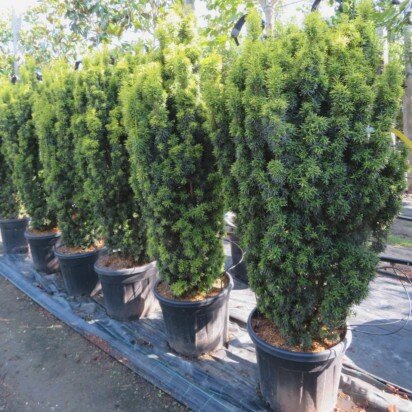 TAXUS baccata 'David'