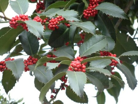 ILEX x koehneana 'Chestnut Leaf'