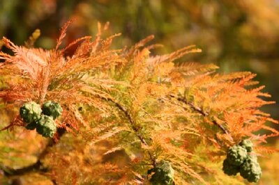 TAXODIUM distichum - image 1