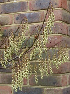 STACHYURUS chinensis 'Celina'