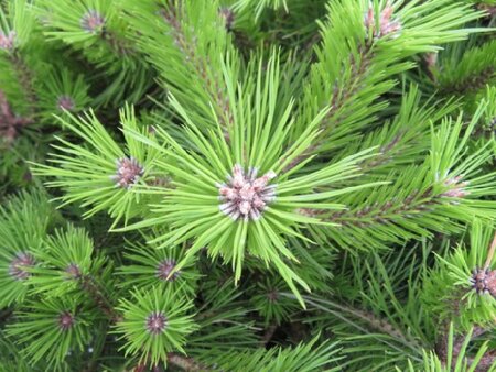 PINUS densiflora 'Low Glow'