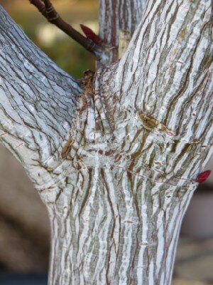 ACER davidii 'Viper'