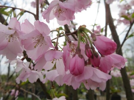 PRUNUS 'Accolade'