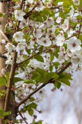 PRUNUS 'Umineko'