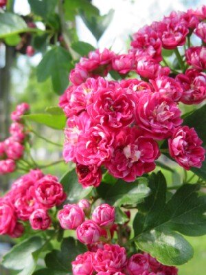 CRATAEGUS laevigata 'Paul's Scarlet'