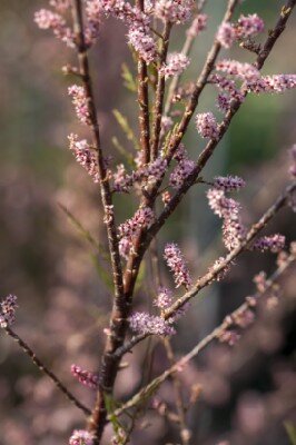 TAMARIX tetrandra