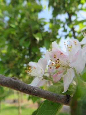 CRATAEGUS monogyna - image 2