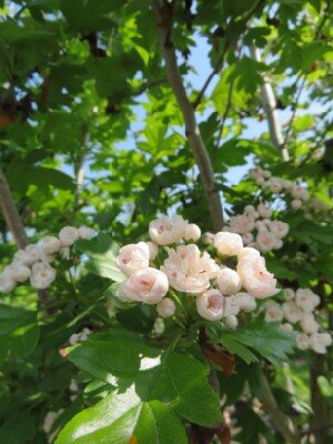 CRATAEGUS monogyna - image 1