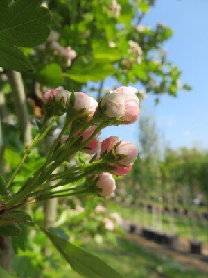 CRATAEGUS monogyna - image 4