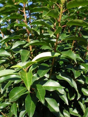 PRUNUS lusitanica 'Myrtifolia'