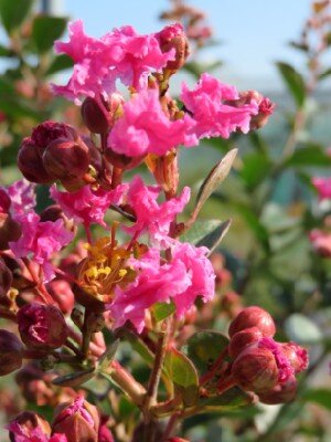 LAGERSTROEMIA indica in variety - image 1