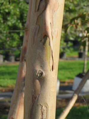 LAGERSTROEMIA indica in variety - image 2