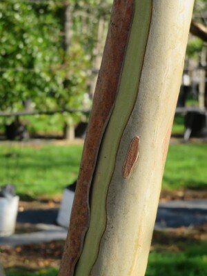 LAGERSTROEMIA indica in variety - image 3