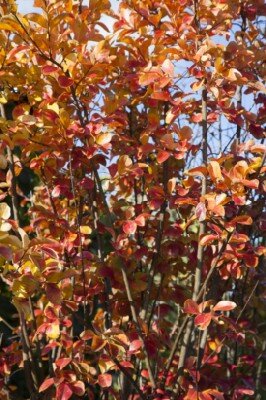 LAGERSTROEMIA indica