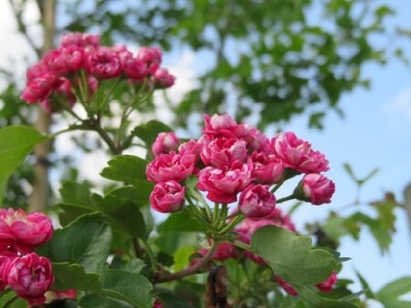 CRATAEGUS laevigata 'Paul's Scarlet'