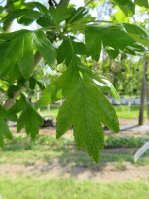 CRATAEGUS monogyna - image 3