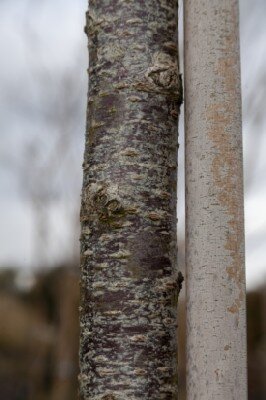 PRUNUS 'Spire' - image 3