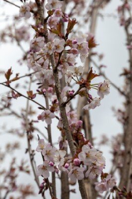 PRUNUS 'Spire' - image 4