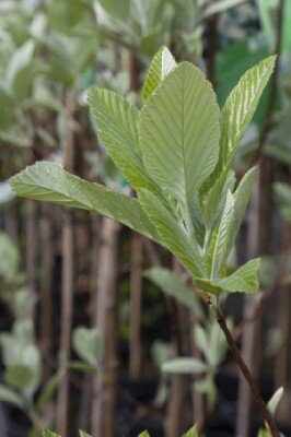 SORBUS aria 'Majestica' - image 2